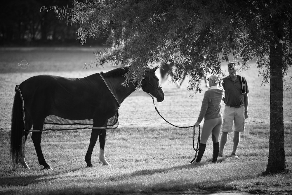Horse and handlers resting under the trees